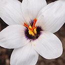Crocus matthewii