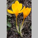 Crocus olivieri (szafran Oliviera)