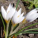 Crocus pestalozzae