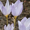 Crocus pulchellus (krokus nadobny)