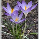 Crocus tommasinianus (krokus Tomassiniego)