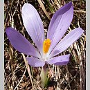 Crocus veluchensis