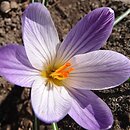 Crocus versicolor
