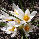 Crocus ×jessoppiae