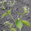 Cryptotaenia canadensis