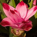 Curcuma alismatifolia (ostryż żabieńcolistny)