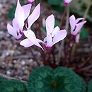 Cyclamen graecum (cyklamen grecki)