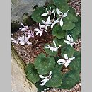 Cyclamen persicum (cyklamen perski)