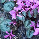 Cyclamen alpinum (cyklamen alpejski)