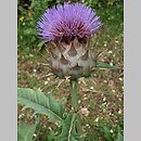Cynara cardunculus (kard)