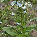 Cynoglossum amabile (ostrzeń powabny)
