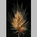 Cynosurus echinatus (grzebienica najeżona)