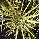 Cyperus alternifolius ssp. flabelliformis (cibora zmienna)