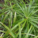 Cyperus alternifolius (cibora zmienna)