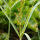 Cyperus longus