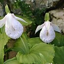 Cypripedium formosanum (obuwik tajwański)
