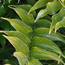 Cyrtomium falcatum (cyrtomium sierpowate)