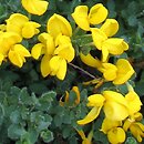 Cytisus procumbens (szczodrzeniec położony)