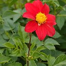 Dahlia coccinea (dalia szkarłatna)