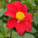 Dahlia (dalia)