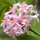 Dais cotinifolia