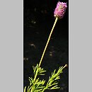 Dalea purpurea