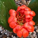 Daubenya aurea