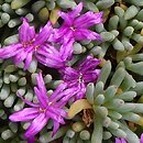 Delosperma sphalmanthoides