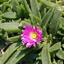 Delosperma sutherlandii