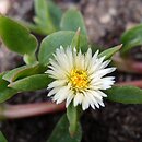 Delosperma tradescantioides