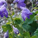 Delphinium cashmerianum (ostróżka kaszmirska)
