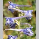 Delphinium fissum
