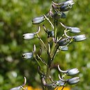 Delphinium flexuosum