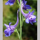 Delphinium peregrinum