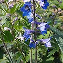 Delphinium retropilosum