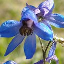 Delphinium speciosum