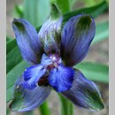 Delphinium staphisagria
