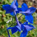 Delphinium tatsienense (ostróżka tatsjeneńska)