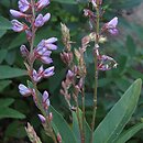 Desmodium canadense (desmodium kanadyjskie)