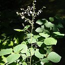 Sunhangia elegans (desmodium wytworne)
