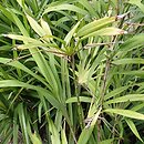 Dianella ensifolia