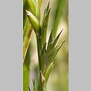 Diarrhena japonica (diarrhena japońska)