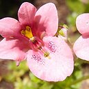 Diascia anastrepta