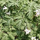 Dicentra cucullaria