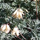 Dicentra oregona
