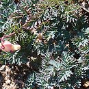 Dicentra ×gothoburgensis cv. Gullefjun Strain