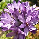 Dichelostemma congestum