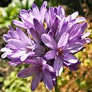 Dichelostemma