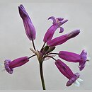 Dichelostemma ×venustum