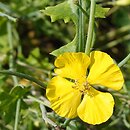 Dicranostigma leptopodum